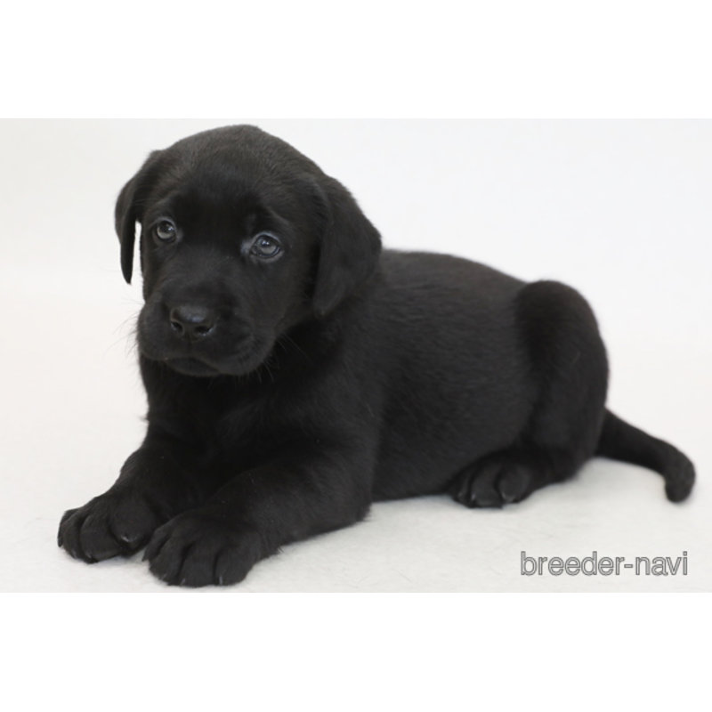 成約済の神奈川県のラブラドールレトリーバー-397844の2枚目